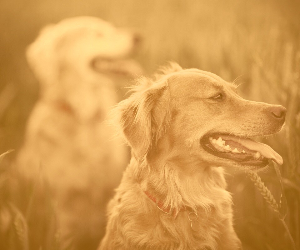 Собаки обои