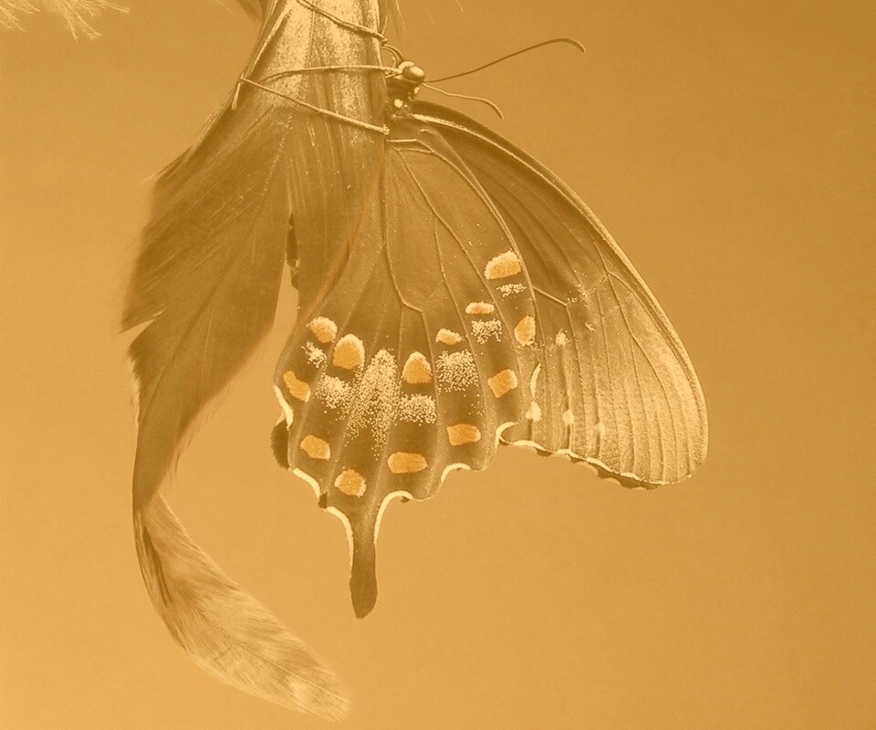 Красивая бабочка обои