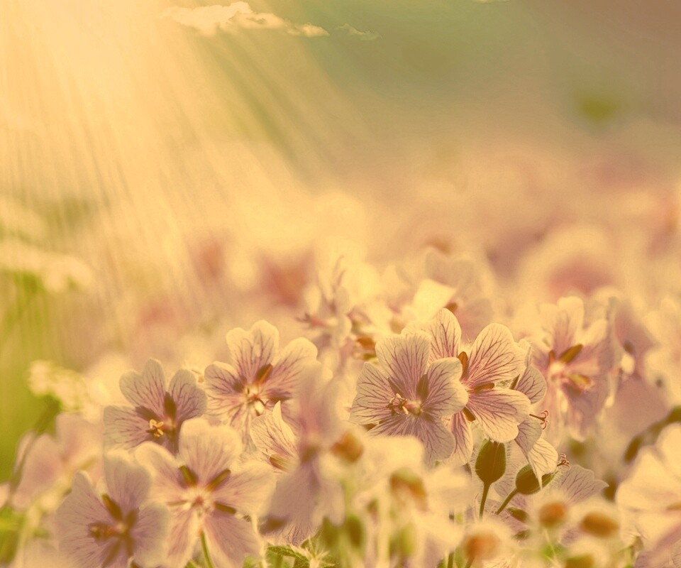 Цветочки обои