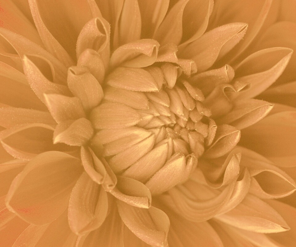 Цветок обои