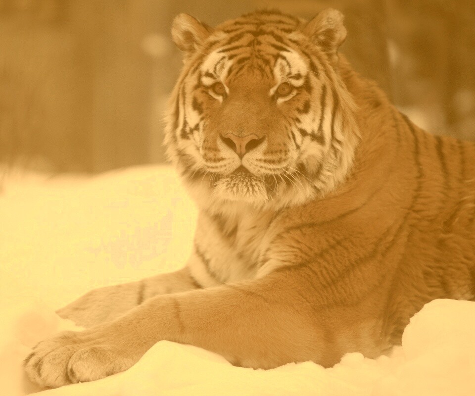 Тигр в снегу обои