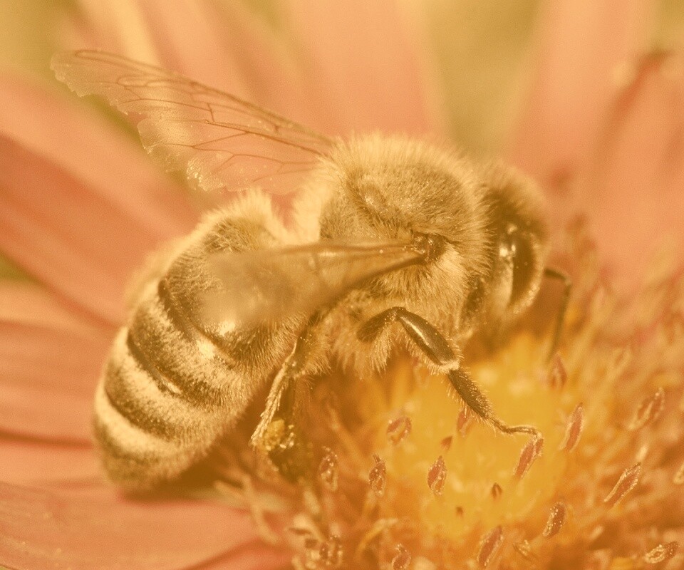 Пчела на цветке обои