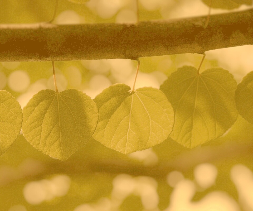 Ветка с зелеными листочками обои