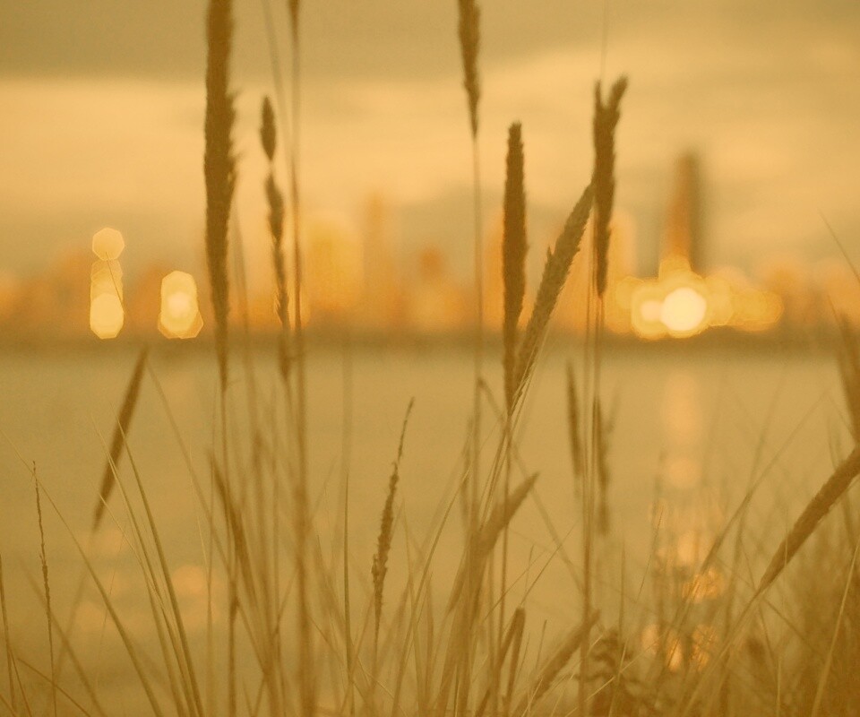 Камыш на фоне вечерних огней обои