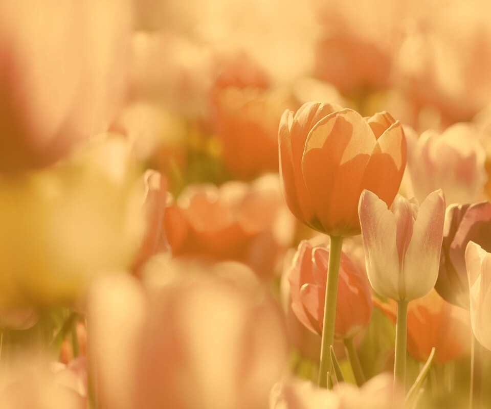 Красивые тюльпаны обои