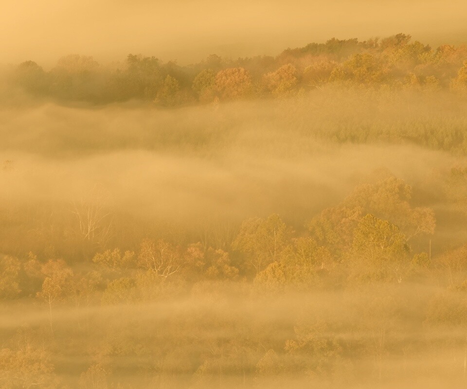 Туманный лес обои