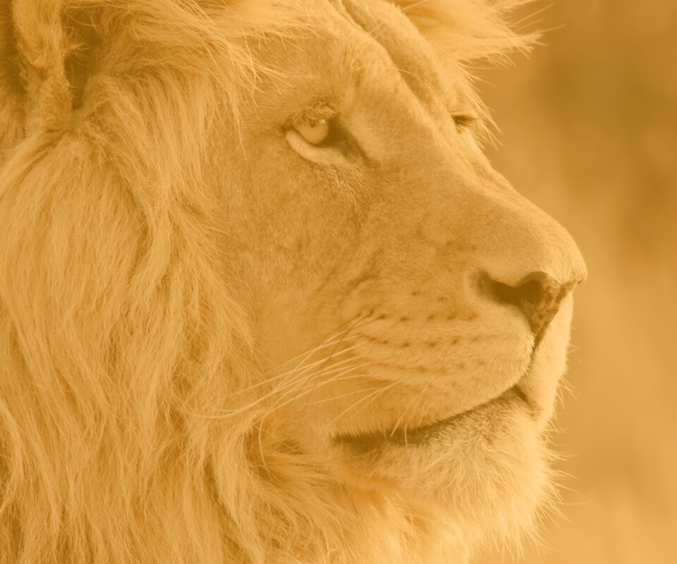 Лев обои