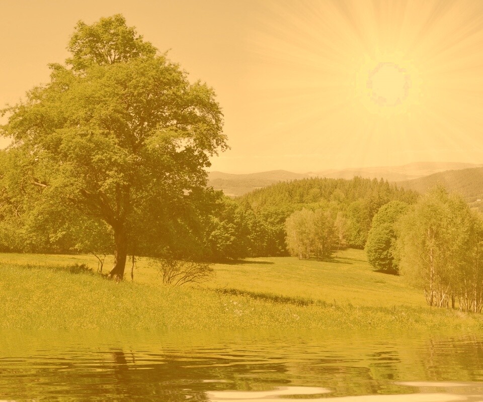 Дерево у воды обои