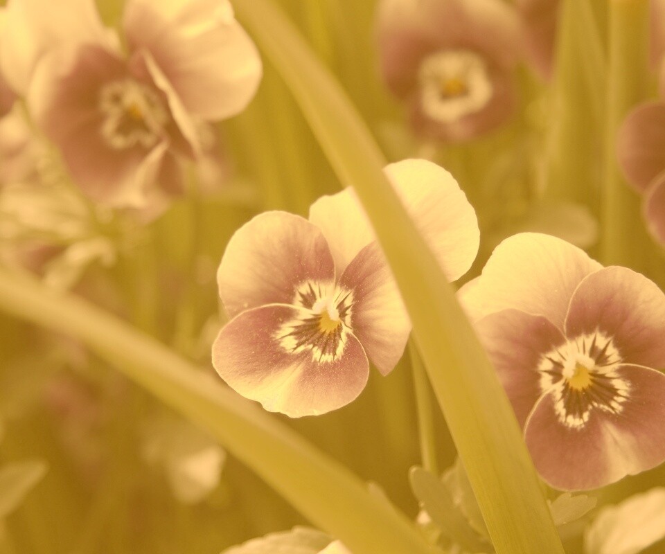 Анютины глазки обои