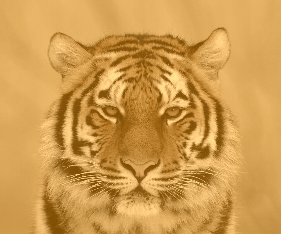 Красавец тигр обои