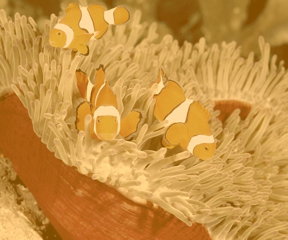 Рыбки-клоуны обои