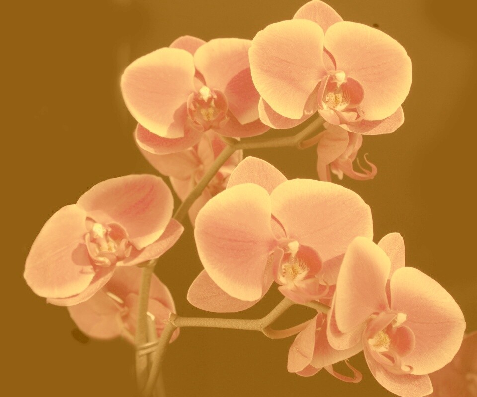 Орхидея обои