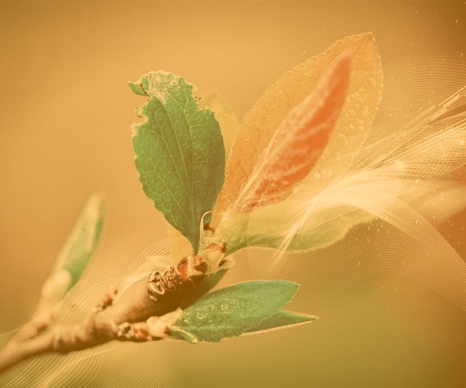 Разноцветные листья обои