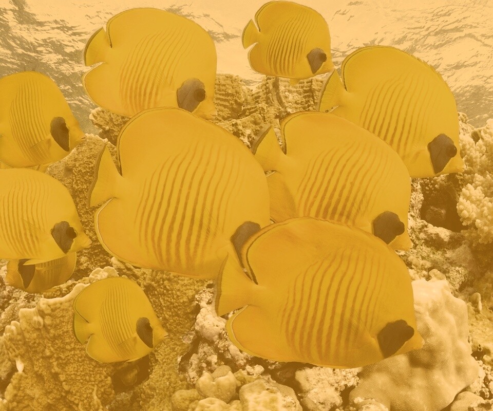 Желтые рыбки обои