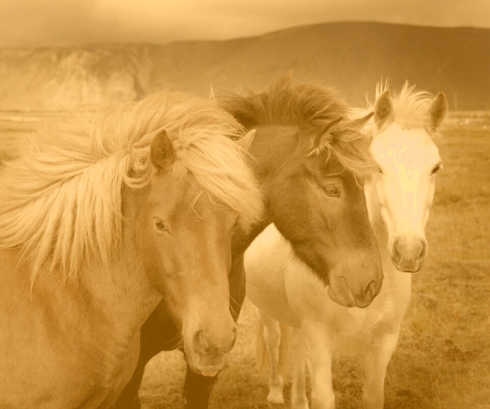 Мустанги обои