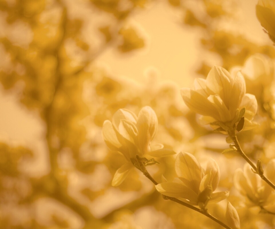 Желтые цветы распустились обои