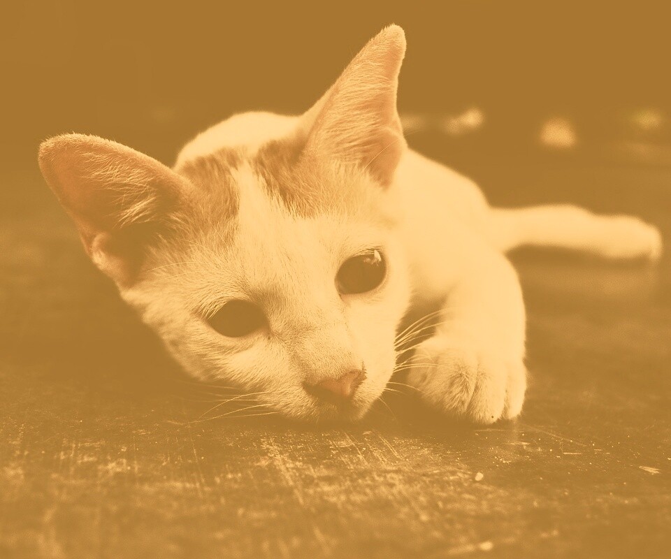 Белый кот на черном полу обои