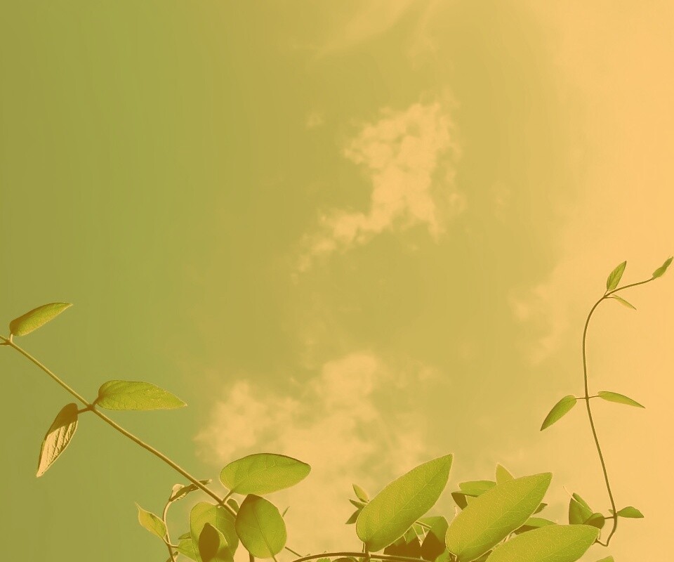 Зеленые ветви на фоне голубого неба обои