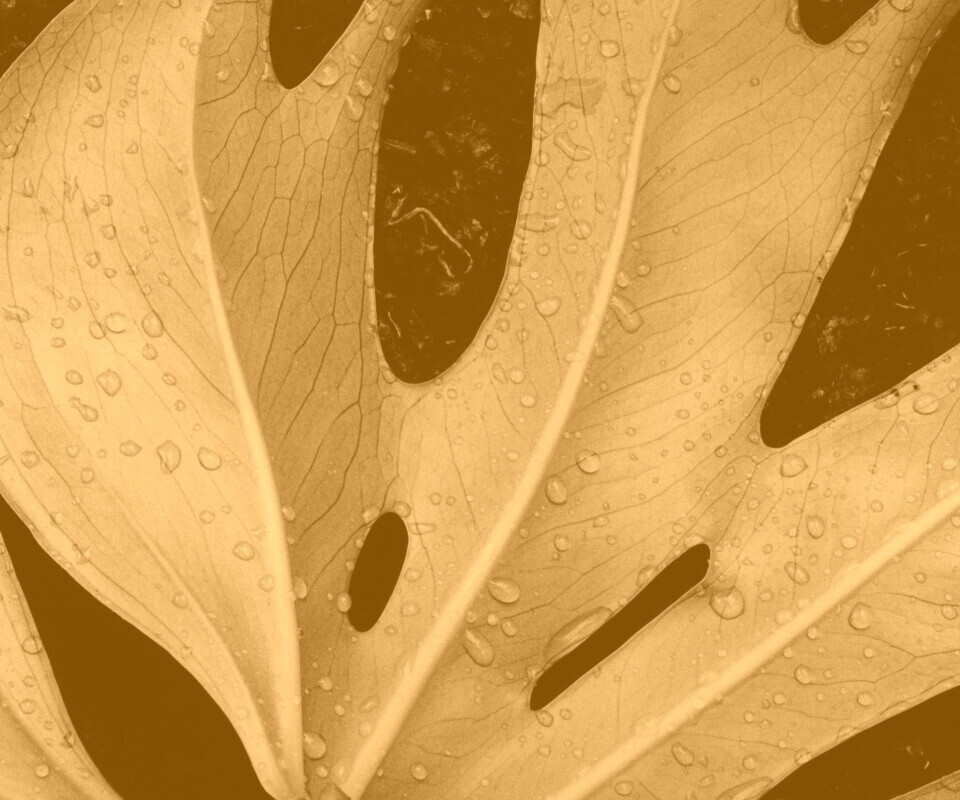 Белый лист обои