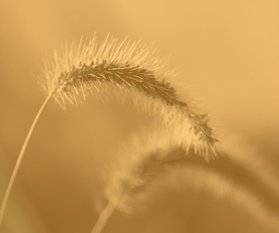 Травинка обои