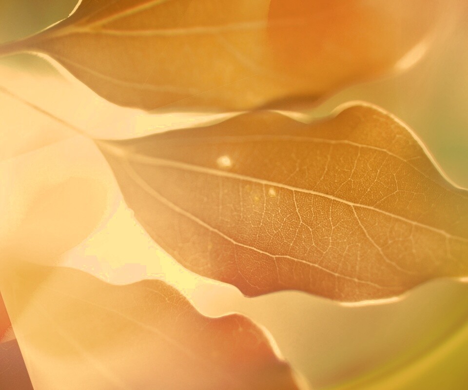 Радужные листья обои