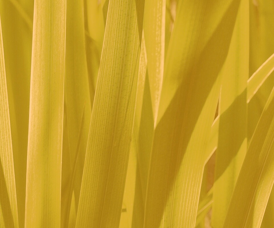 Стебли травы обои