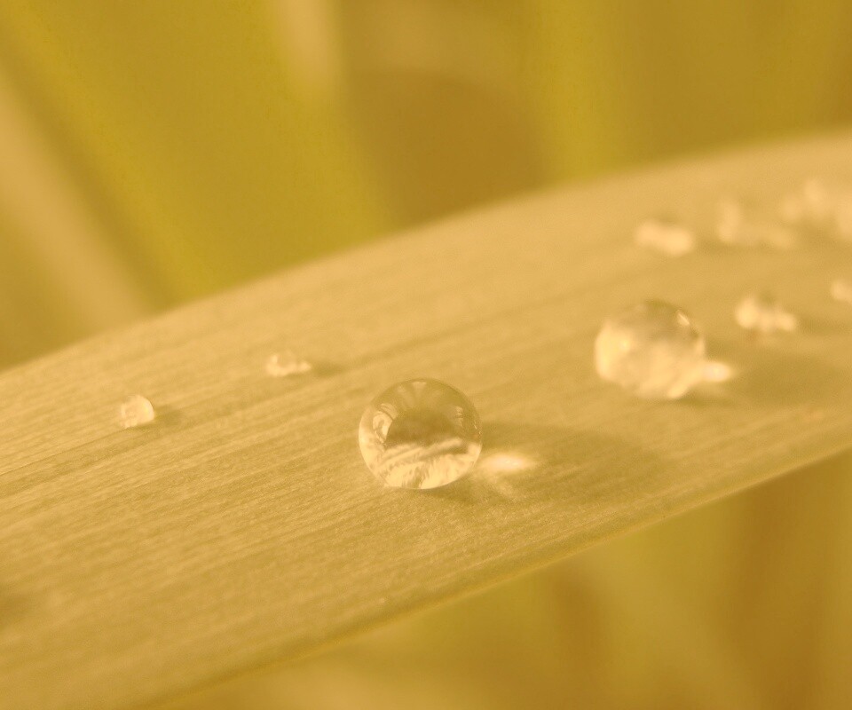 Капли росы на листе обои