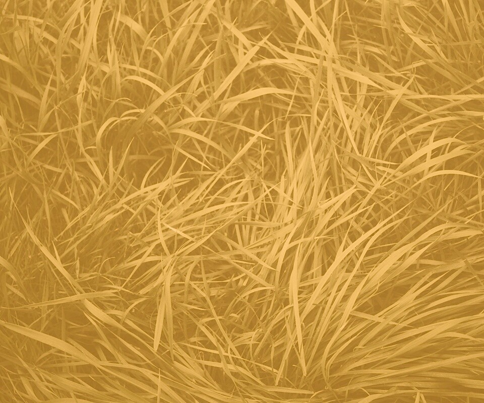Блеклая трава обои