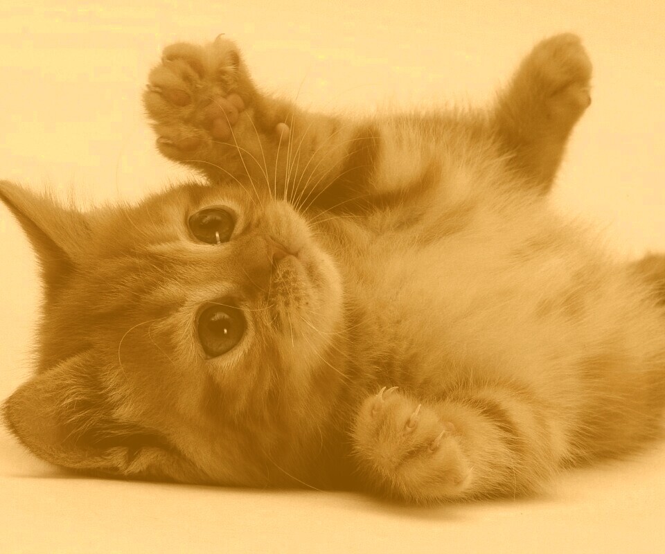 Котёнок обои