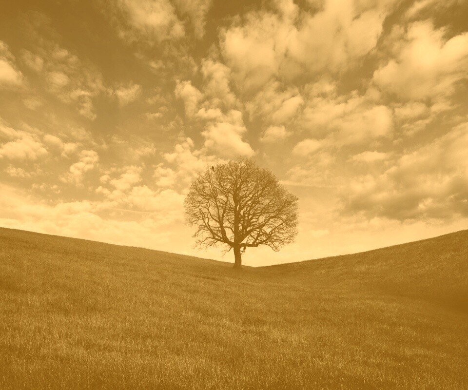 Холм одинокого дуба обои