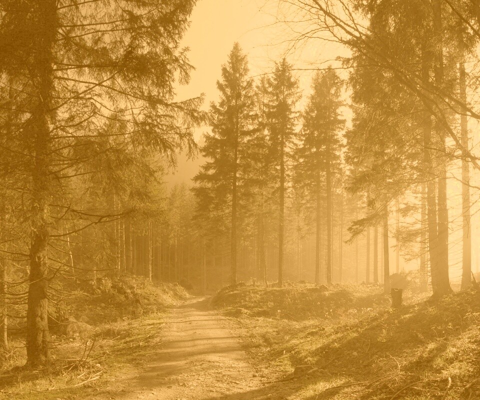 Лесная дорога обои