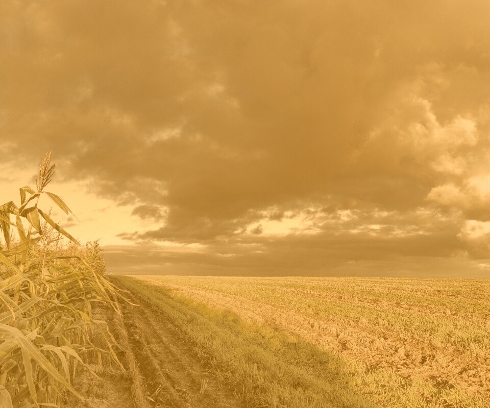 Кукурузное поле обои
