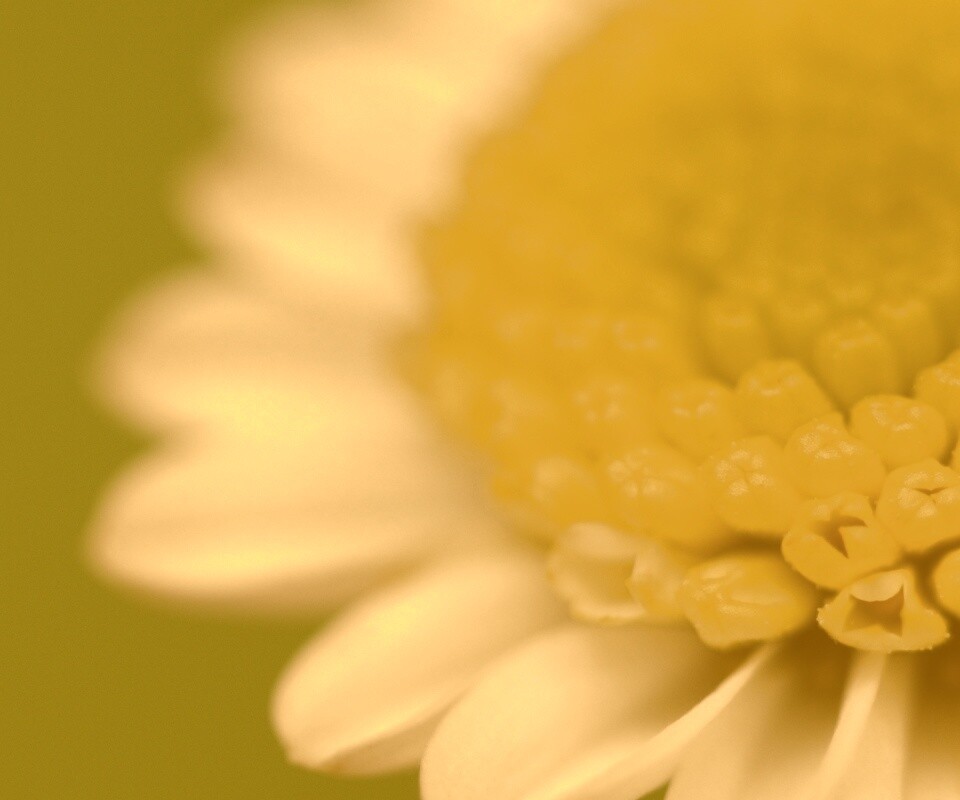 Хризантема обои