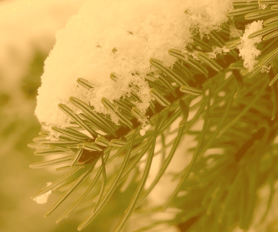 Хвойная ветка вся в снегу обои