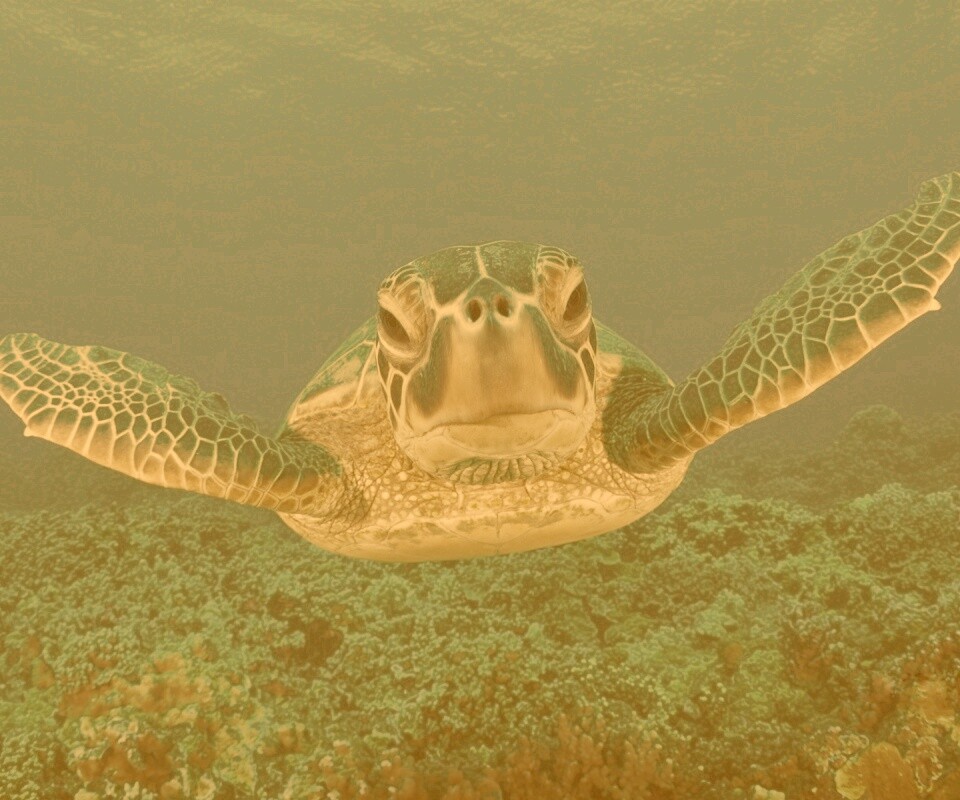Морская черепаха обои