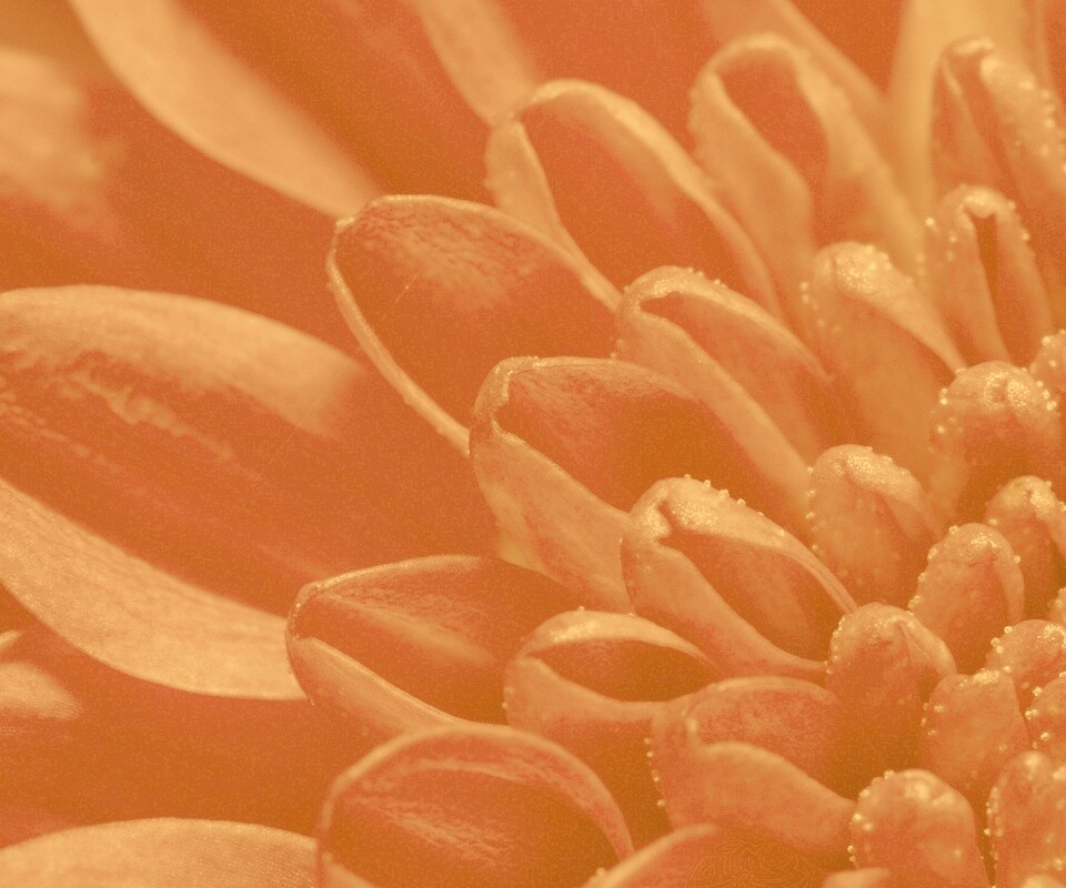 Лепестки хризантемы обои