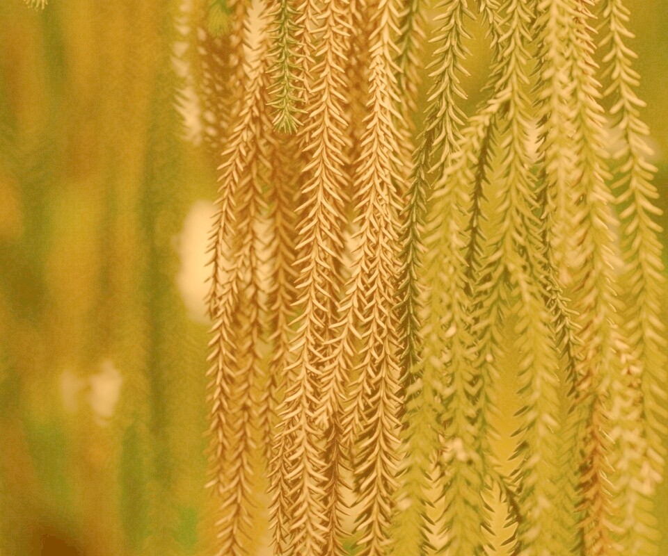 Зеленые колючки обои