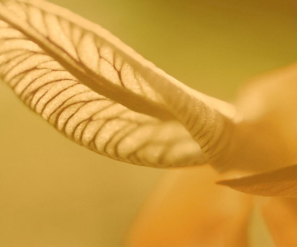 Сетчатый лист обои