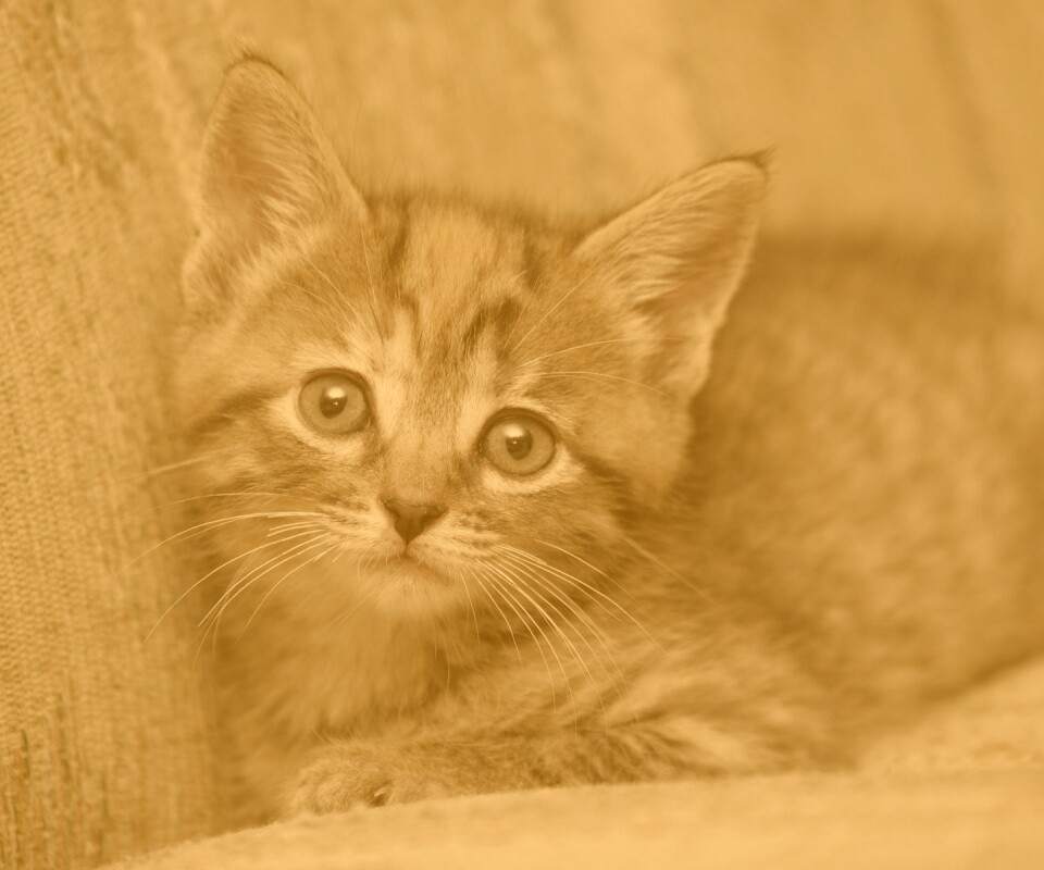 Милый маленький котенок обои