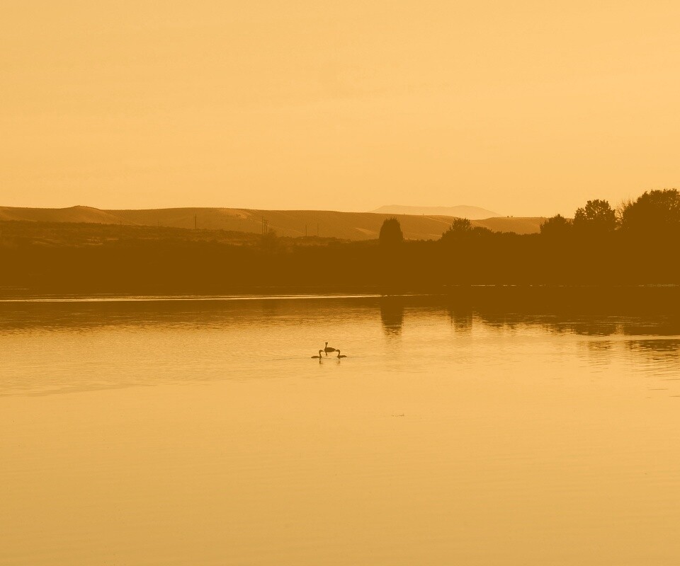 Утиное озеро обои