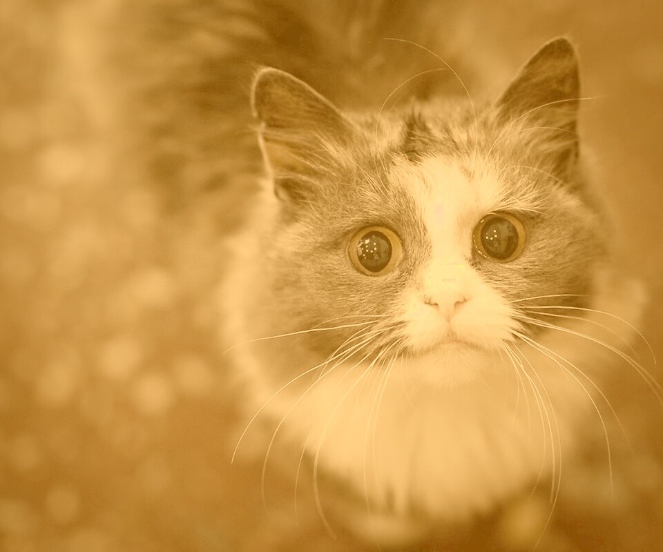 Удивленный котэ обои