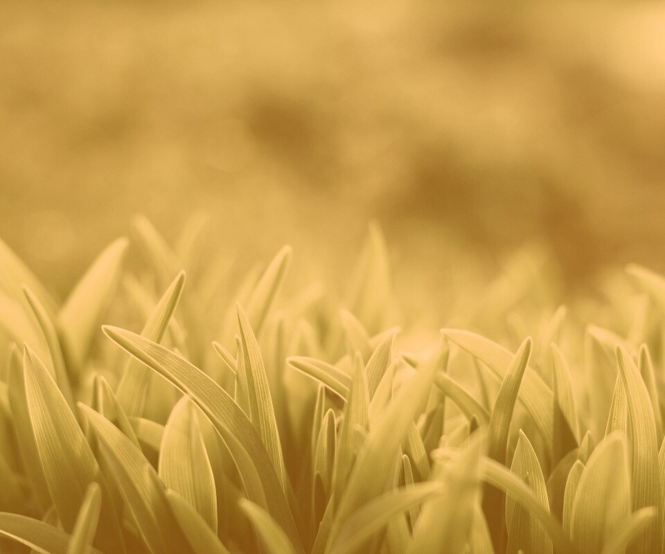 Красивая травка обои