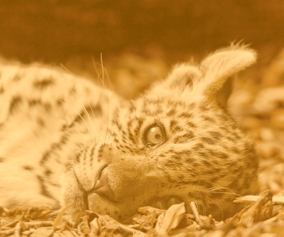 Гепард котенок обои