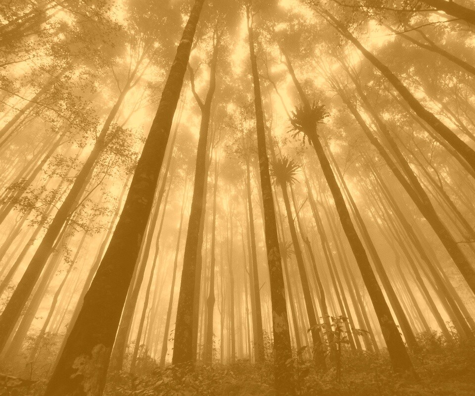 Джунгли обои