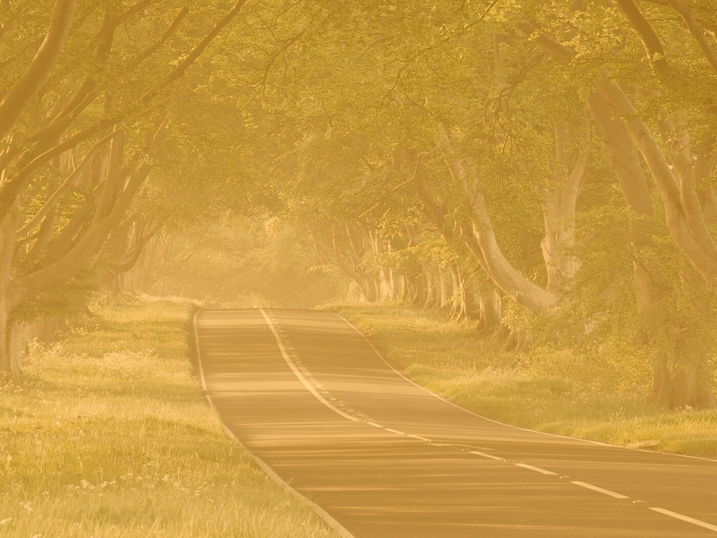 Трасса в тени деревьев обои