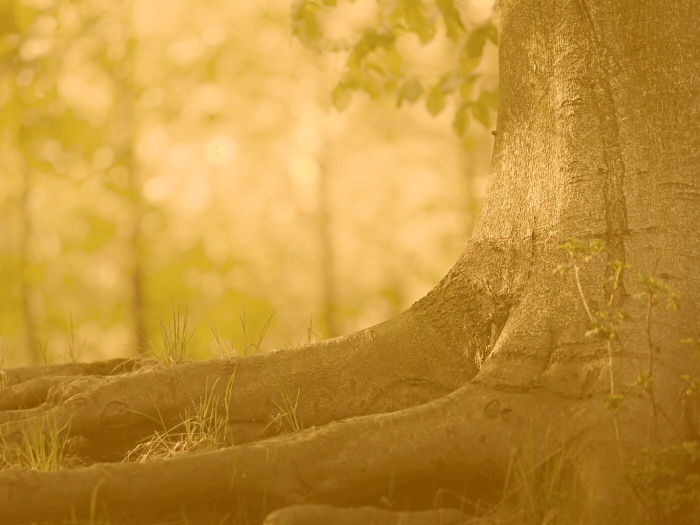 Корни дерева обои