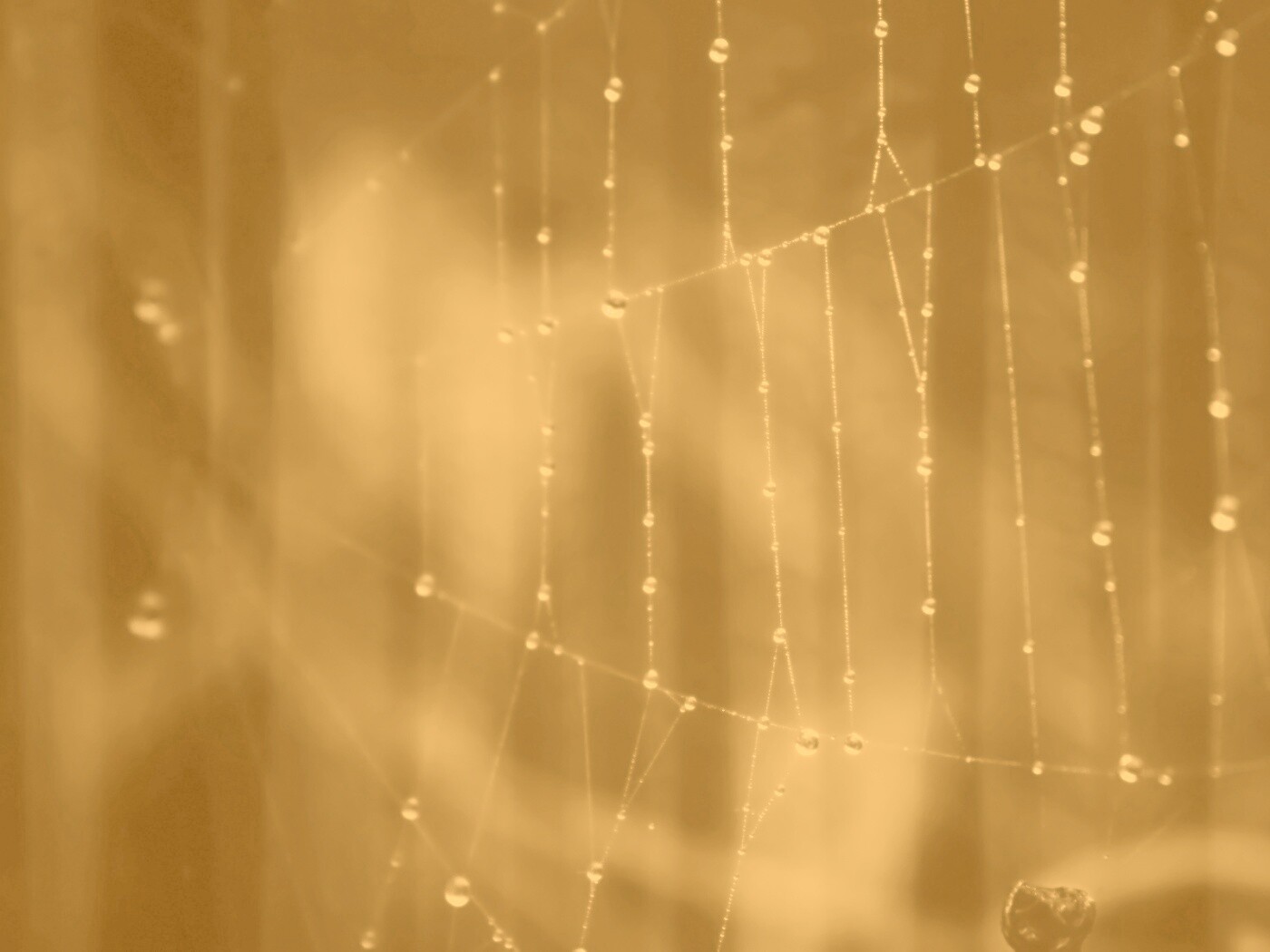 Роса на паутине обои