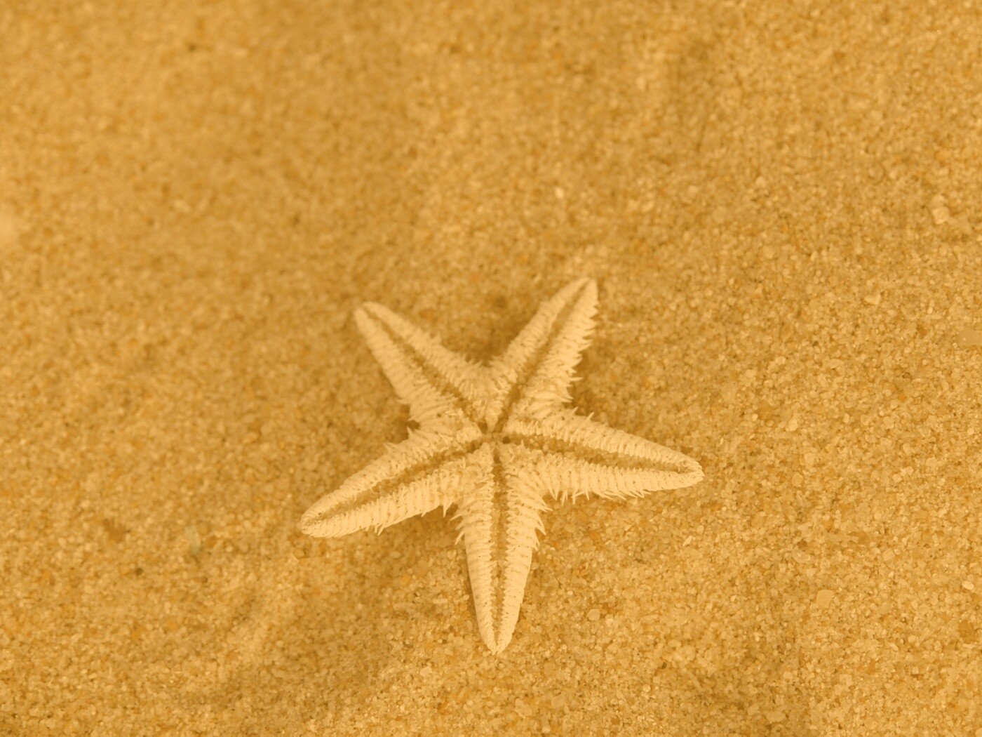 Морская звезда на песке обои
