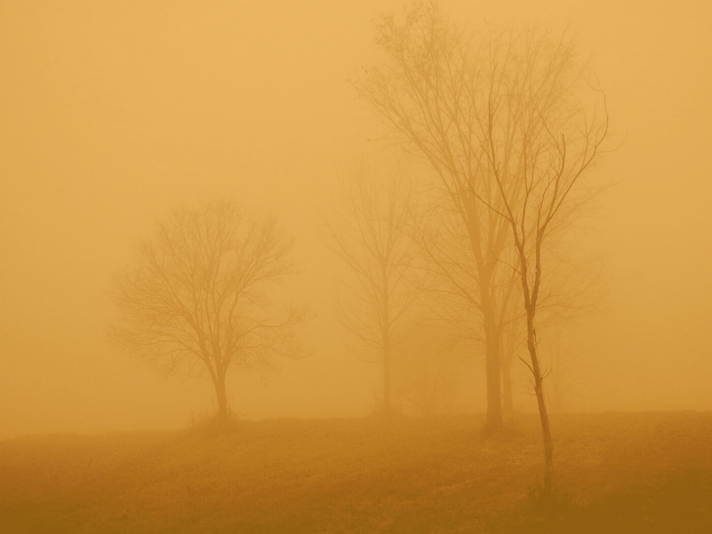 Деревья в тумане обои