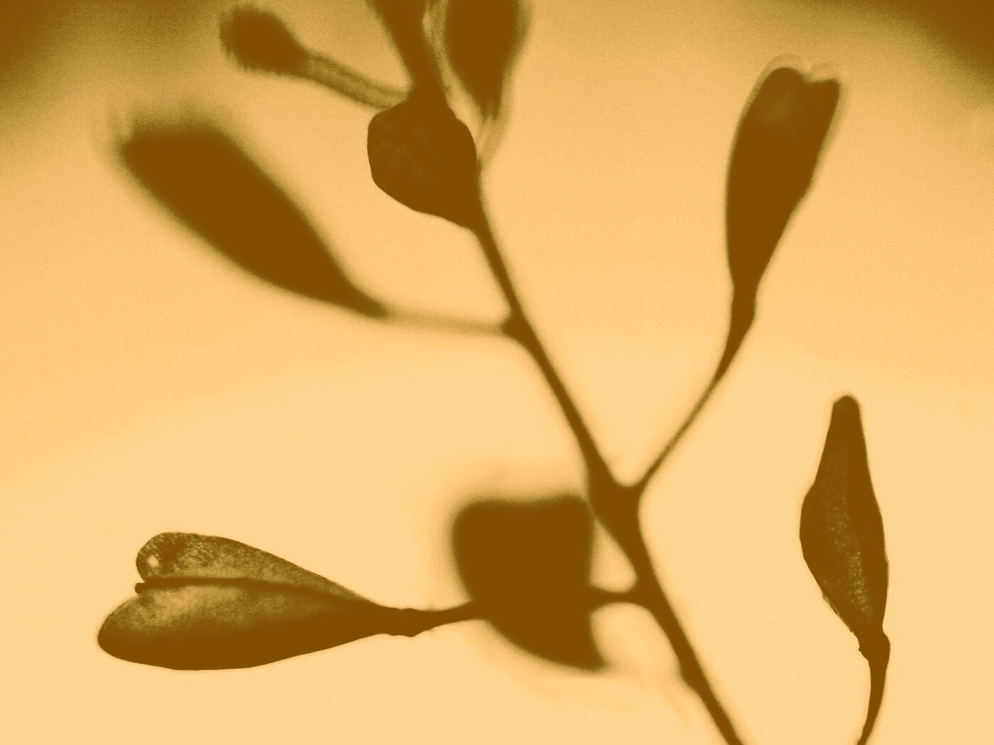 Усыхающие листья обои